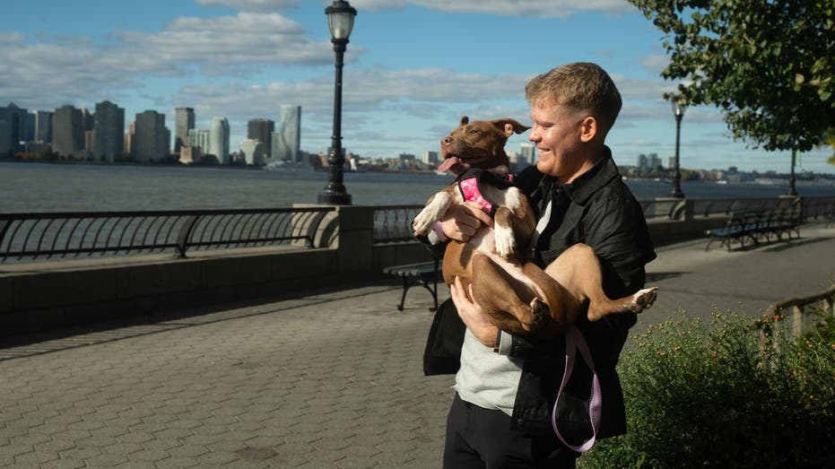 AI technology helps reunite lost dogs with their owners Sunshine Coast Accountants